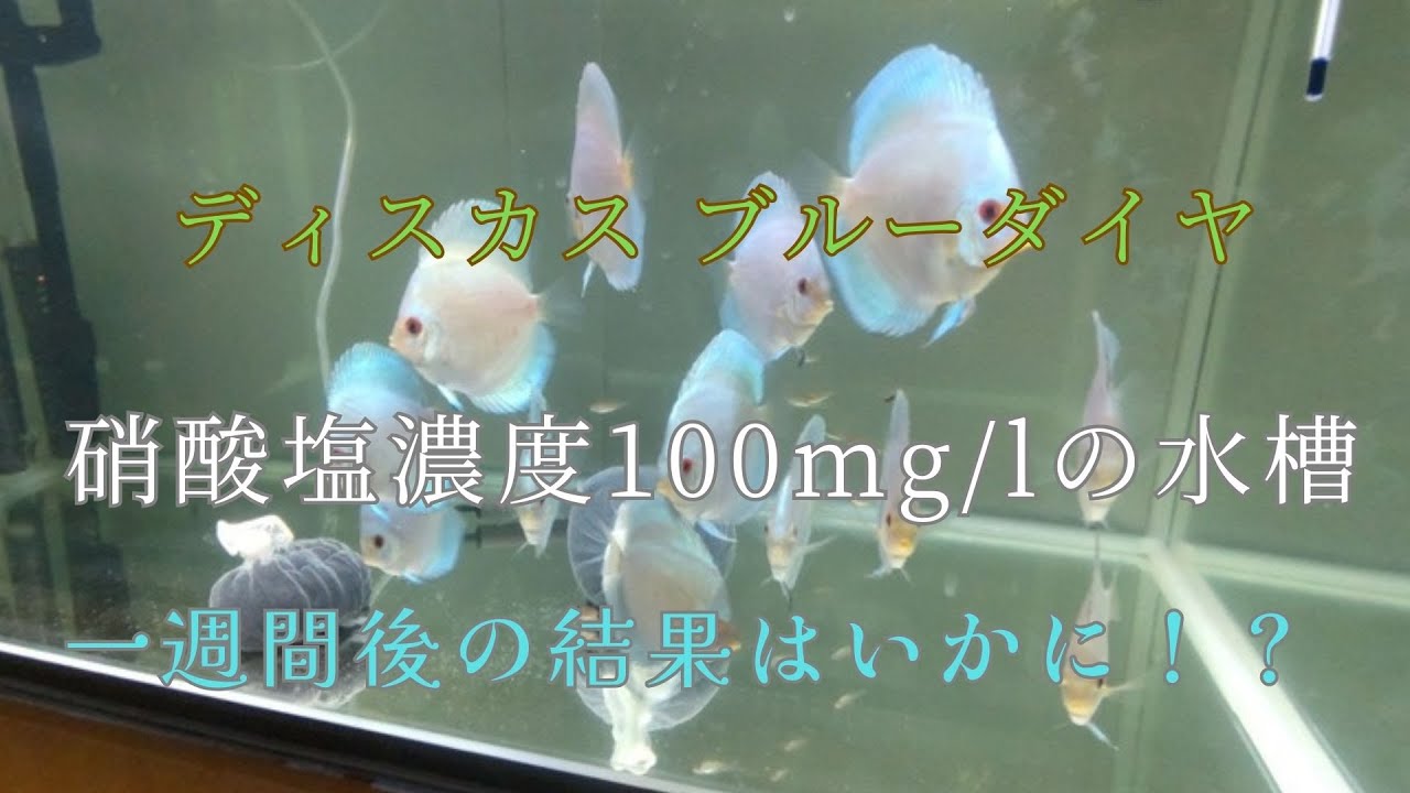 【5】ディスカス水槽の硝酸塩濃度は減ったのか！？