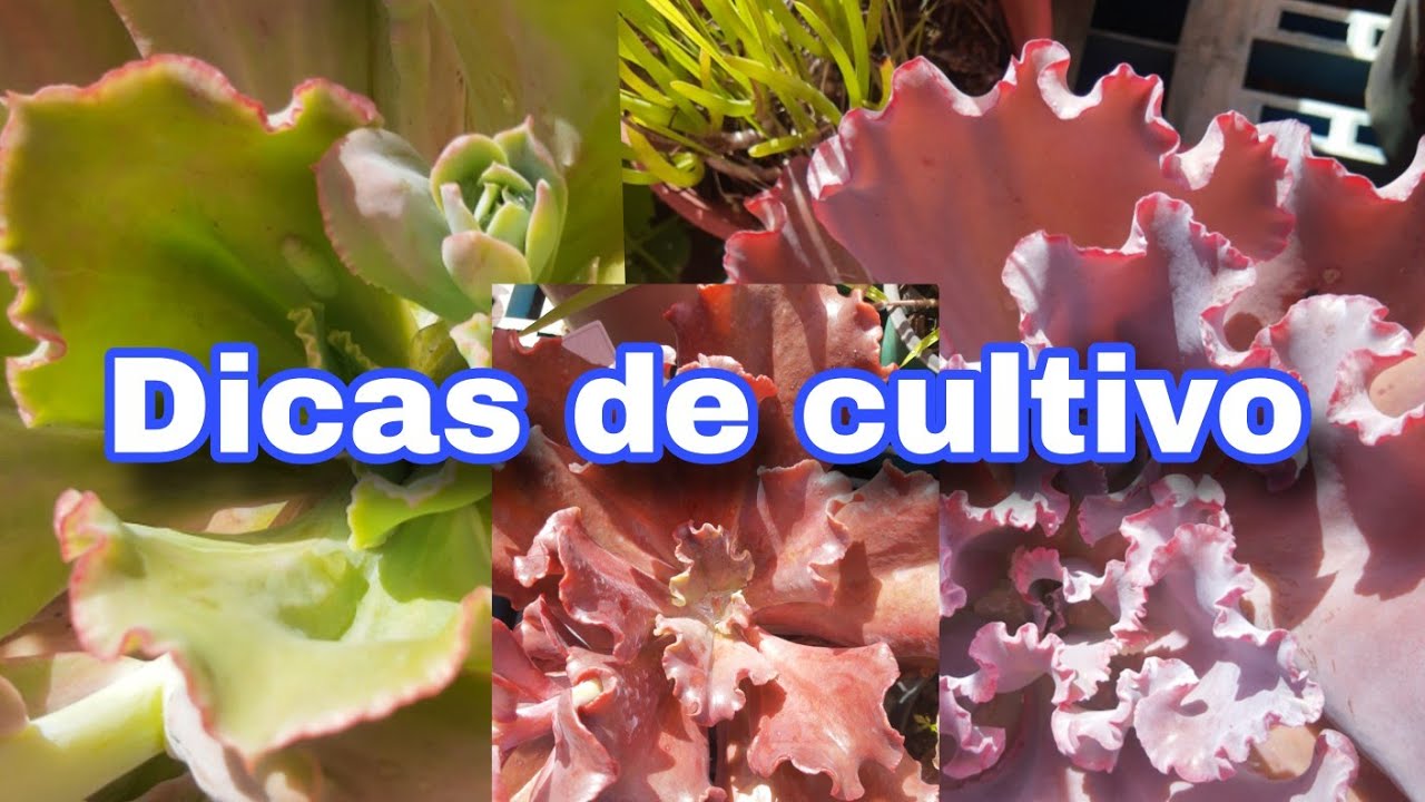 Dicas de cultivo!