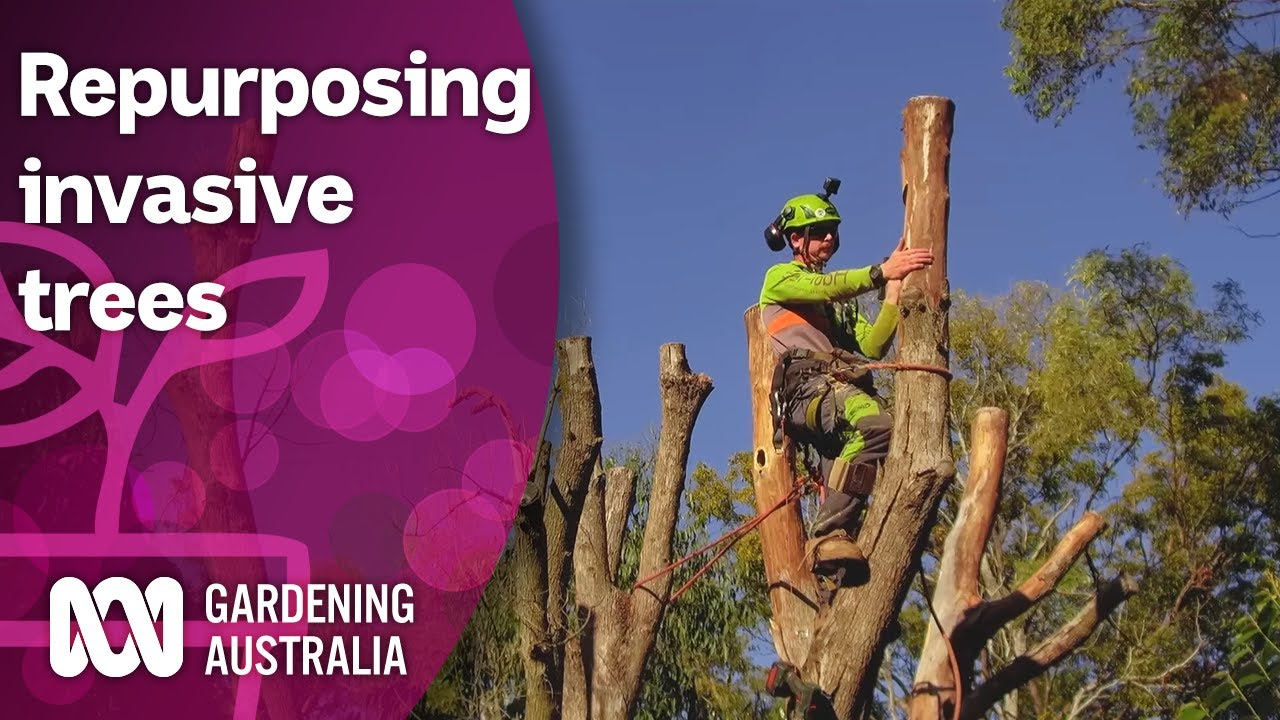 Repurposing an invasive tree species into nesting habitats | Discovery | Gardening Australia