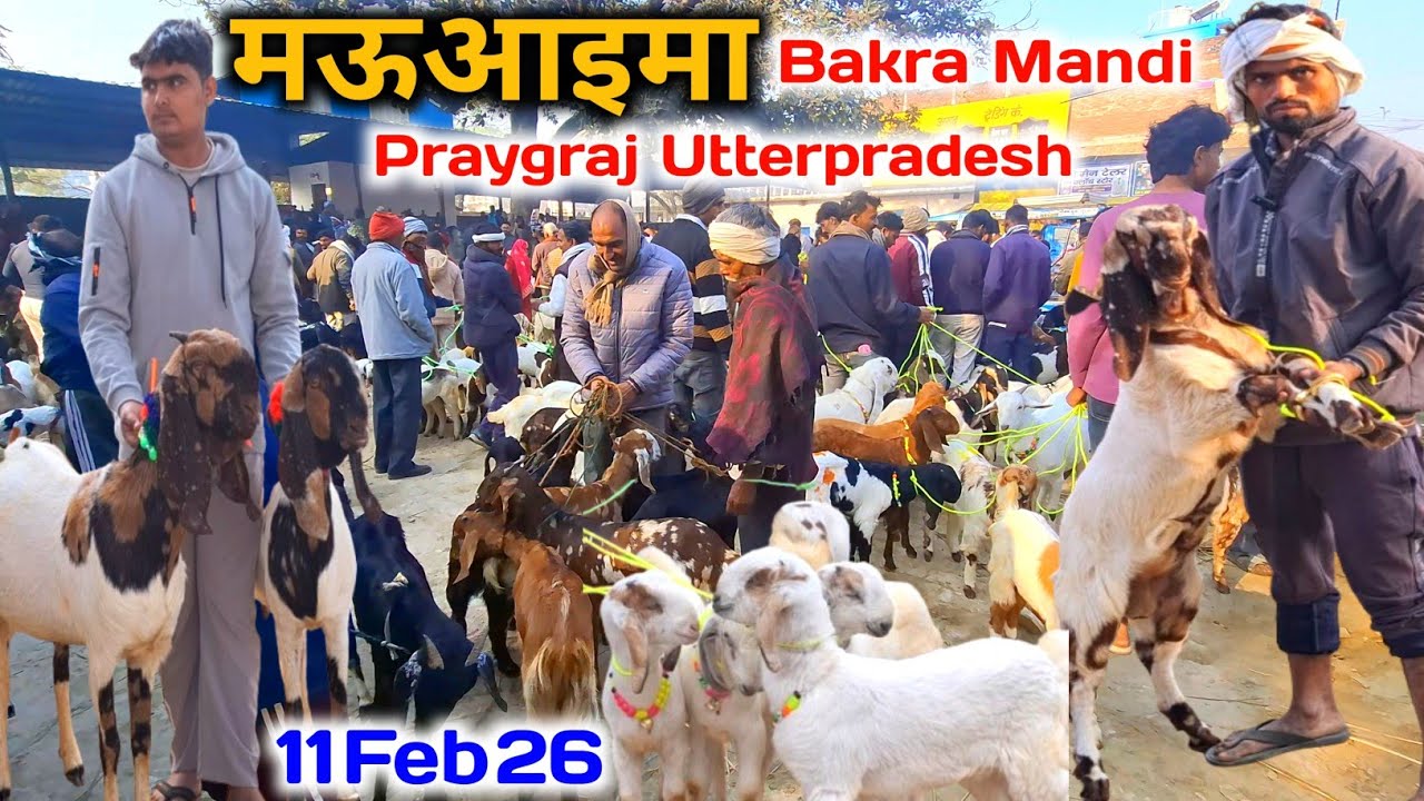 आज की मऊआइमा बकरा मंडी रेट |11 Feb 26 |Mauaima bakra mandi Praygraj UP live Update 