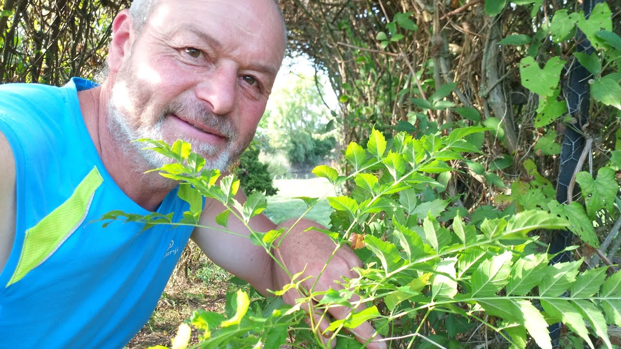 comment bouturer la bignone