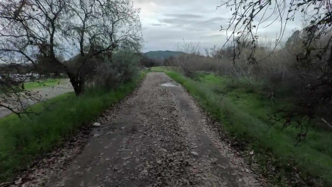 Un gato abandonado alguien vinieron a dejar 