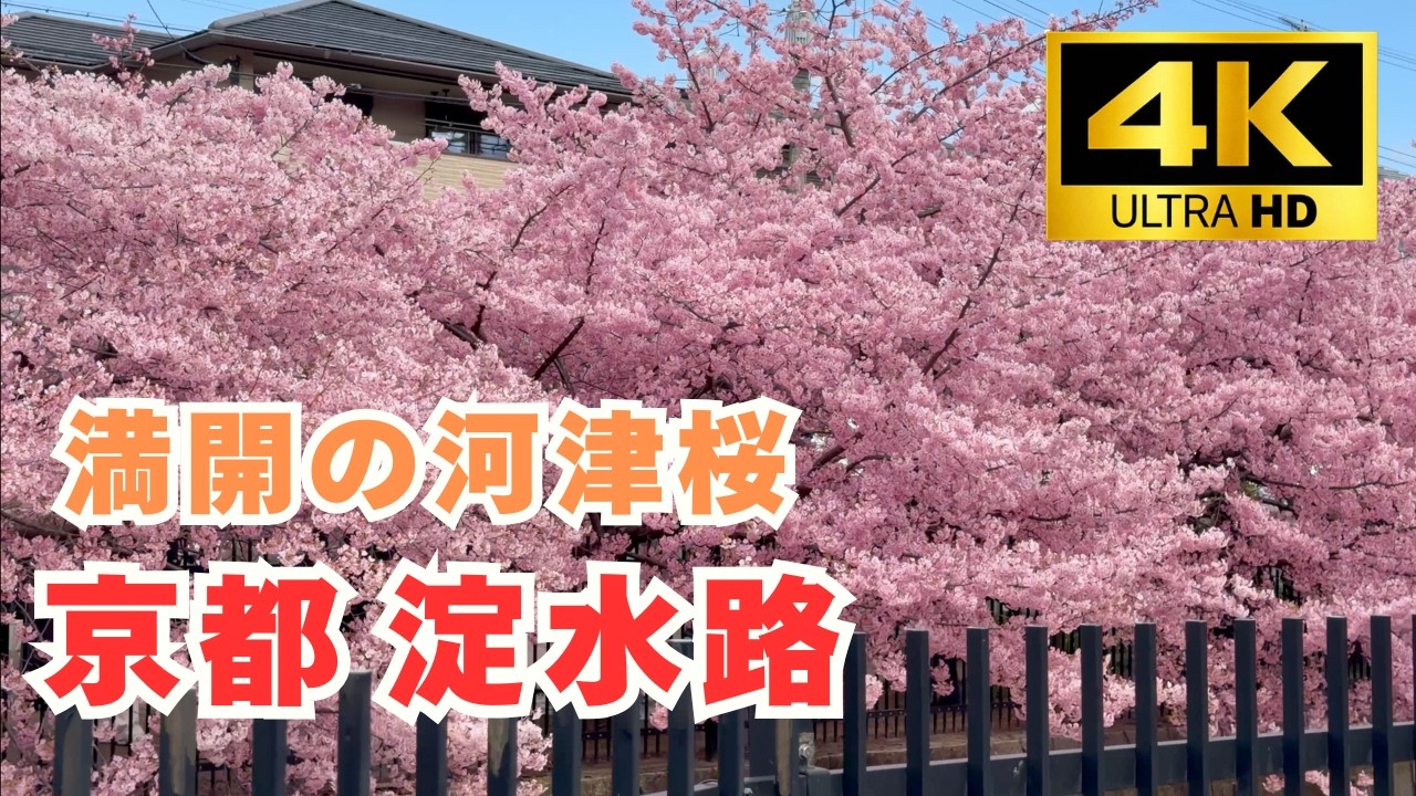 京都の桜 2026｜淀水路の河津桜 🌸 3月8日 大盛況｜満開の瞬間を4Kで収録 Kyoto Yodo Canal cherry blossoms