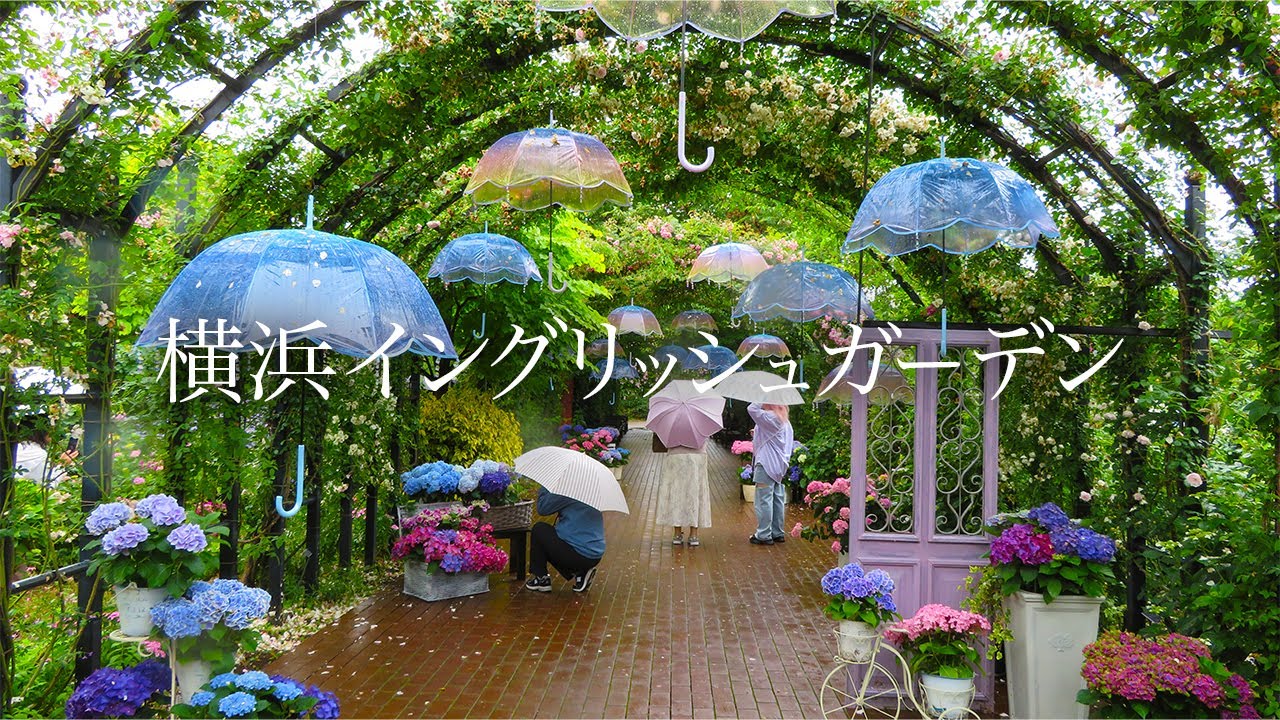 【横浜イングリッシュガーデン】雨の日限定の美しさ バラとあじさいの共演