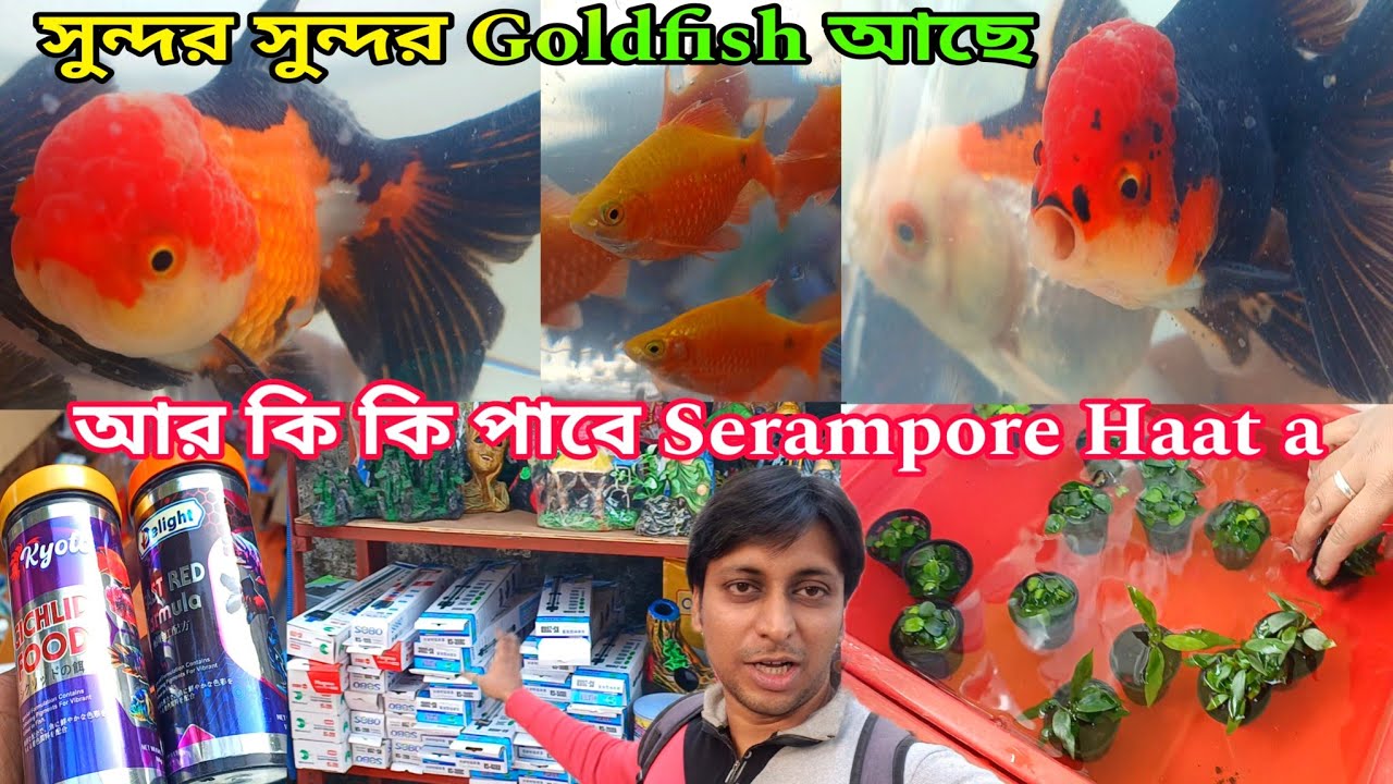 Shrirampur Fish Haat | Aquarium Fish Shop Serampore | Aquarium Fish Market | Serampore Haat 