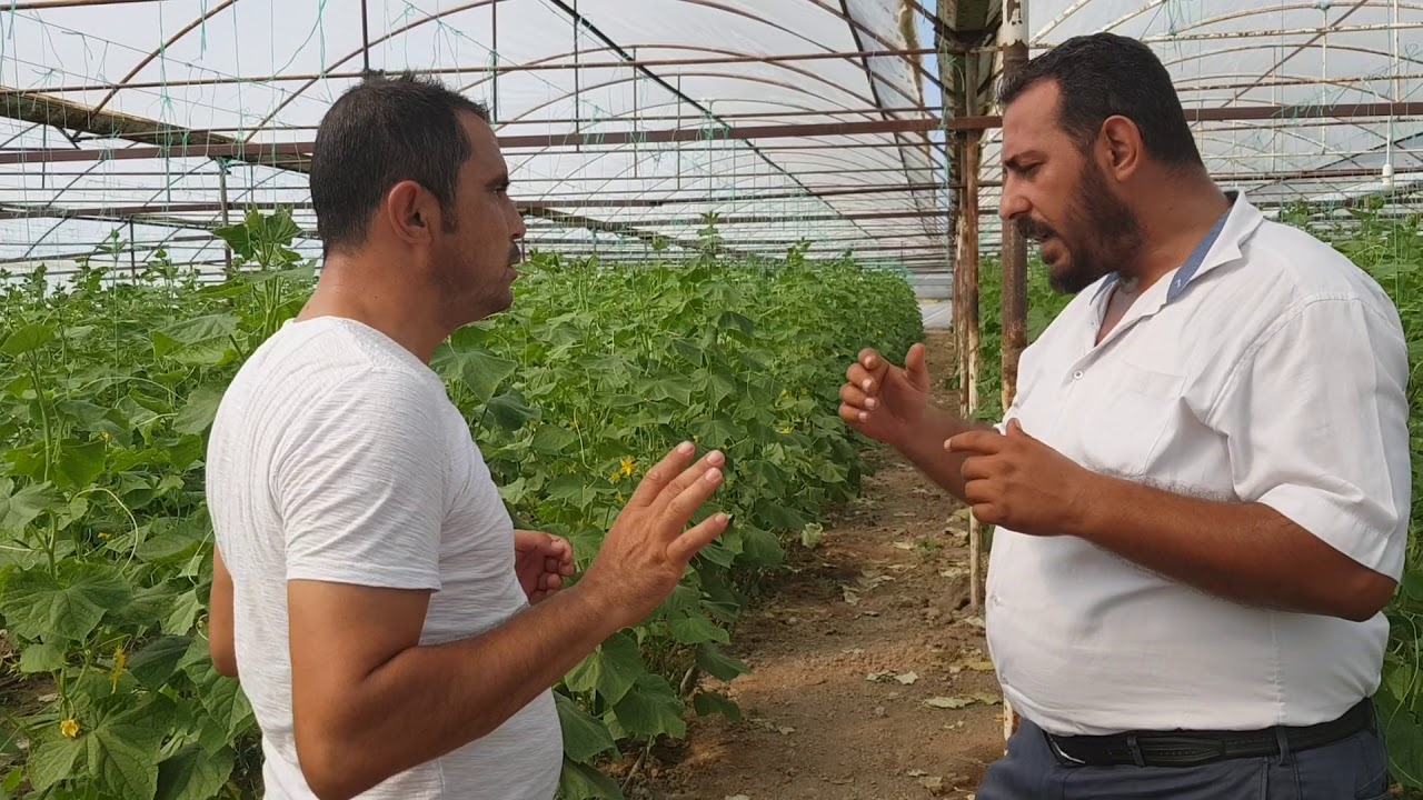 SALATALIK SERASINDA 17 GÜNDE HASAT 0553 313 83 84