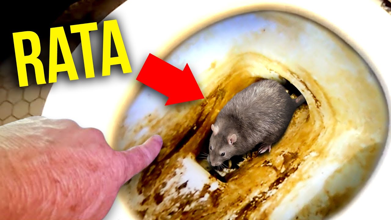 ¡ENORME INFESTACIÓN DE RATONES! Nunca creerás lo que le hicieron a esta casa.