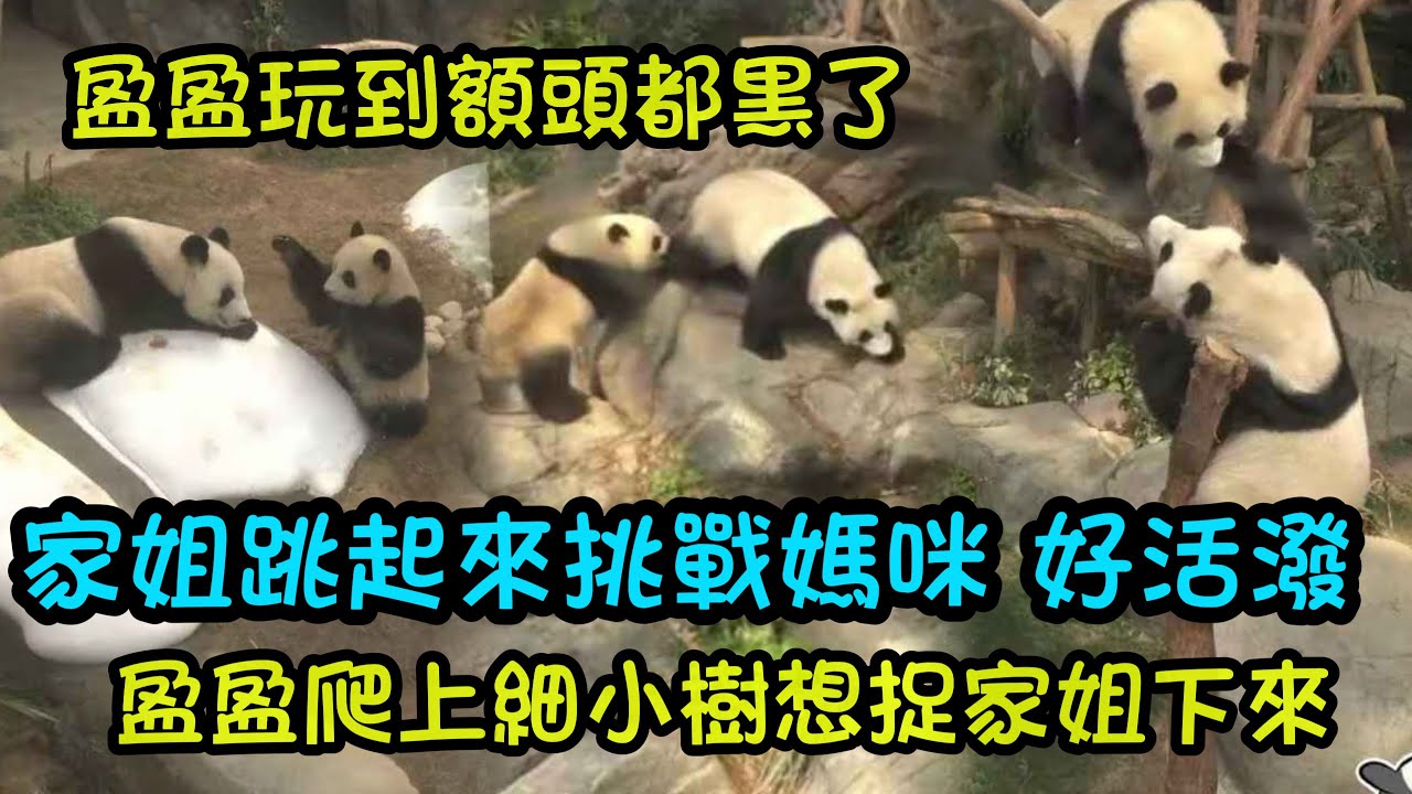 1月15日 活潑好動的家姐仔，和媽媽玩得好開心，一支箭一樣逃跑，高能量的親子互動#大熊貓家姐細佬#大熊貓加加得得 #panda