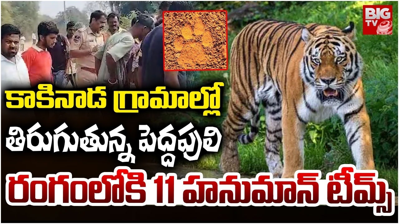 గ్రామాల్లో తిరుగుతున్నపెద్దపులి | Tiger Alert In Kakinada Villages | Search Operation For Tiger