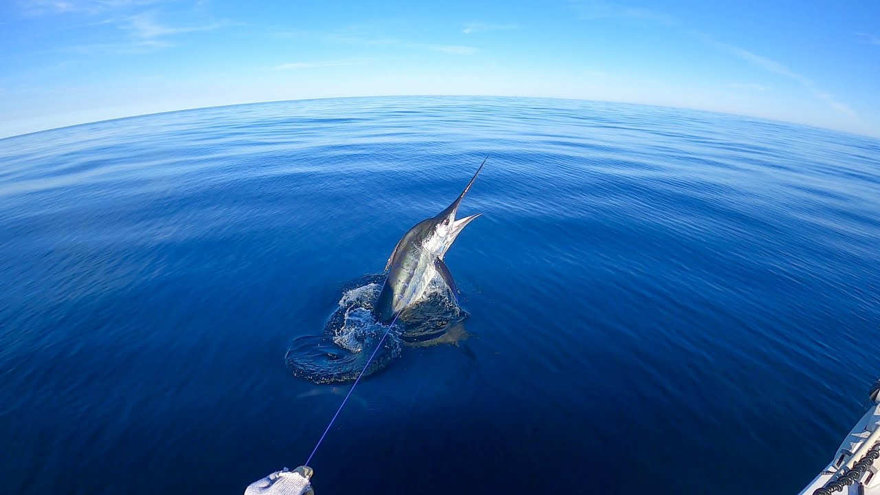 Striped marlin off a bait ball solo in 4.2 meter tinny