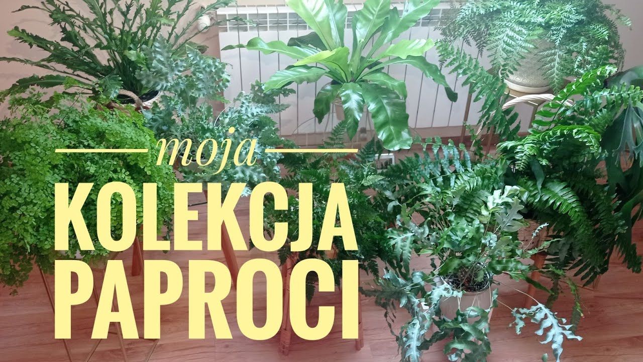Mój paprocie 🍀💚