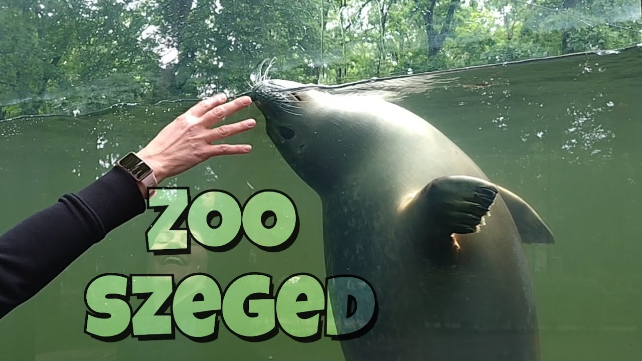 Szegedi vadaspark Szeged ZOO körséta 2025 május #zoo