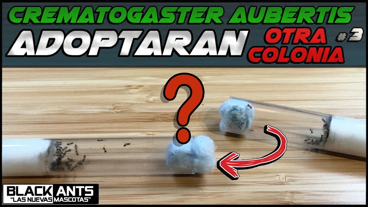 CREMATOGASTER AUBERTIS ADOPTARA A OTRA COLONIA? + MUDANZA AL HORMIGUERO