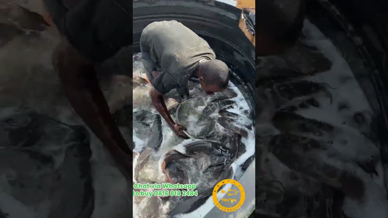 5,000kg of Catfish Secured in 2 Days | Real Farm Work, No Stories