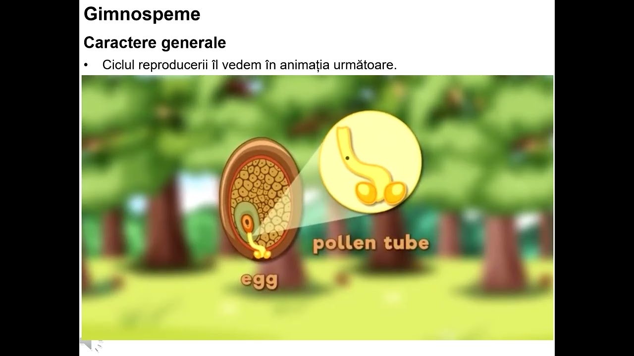 Gimnosperme