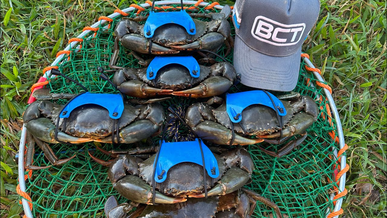 CROCODILE in CRAB POT | MUD CRABS with KIDS | NORTH QUEENSLAND MUD CRABS