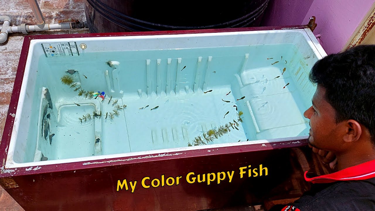 My Color Guppy Fish 🐠 | கப்பீஸ் மீனுக்கு Fridge Box Setup | Vijay Vlogs