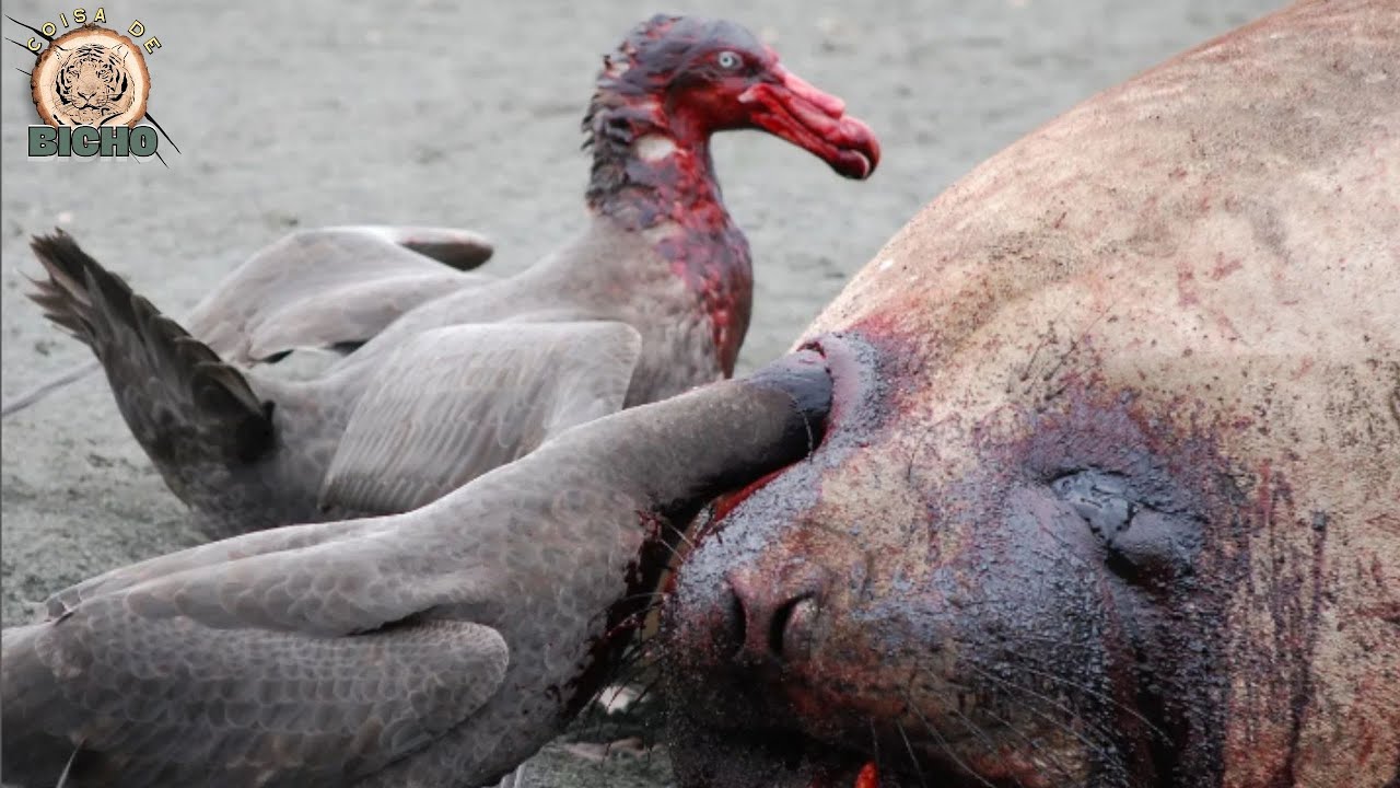 20 Flagras Impressionantes do Reino Animal