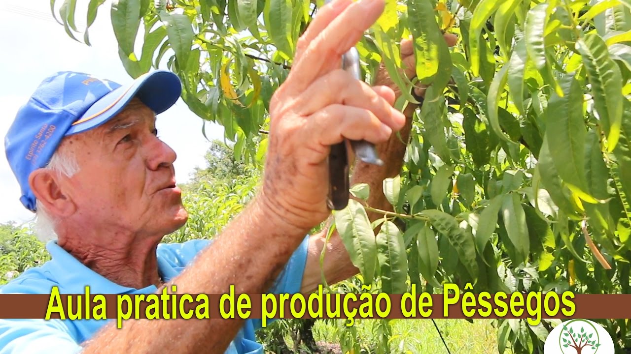 Aula pratica de produção de Pêssegos com lenda viva na arte de mudas