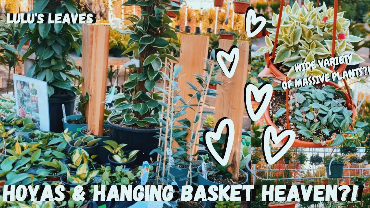 STUNNING House Plant Nursery Tour?! | HOYAS & HANGING BASKET HEAVEN @ WOODHILL GARDEN CENTRE