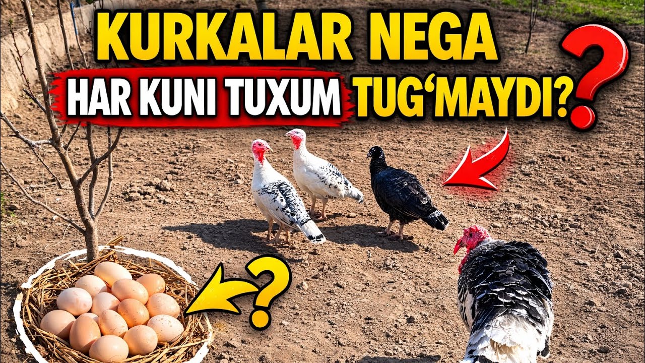 KURKALAR NEGA HAR KUNI TUXUM TUGʻMAYDI 