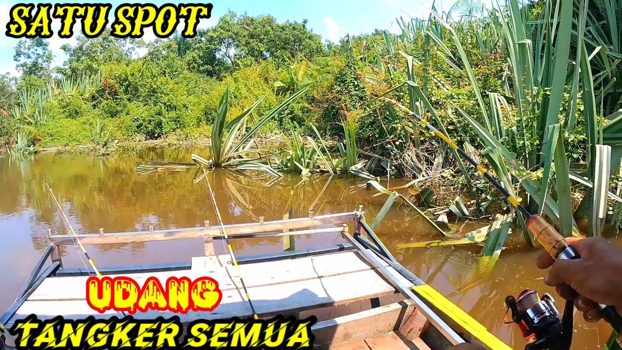 Satu Spot Saja Sudah Panen ‼️ Mancing Udang Pas Di Sarang Nya