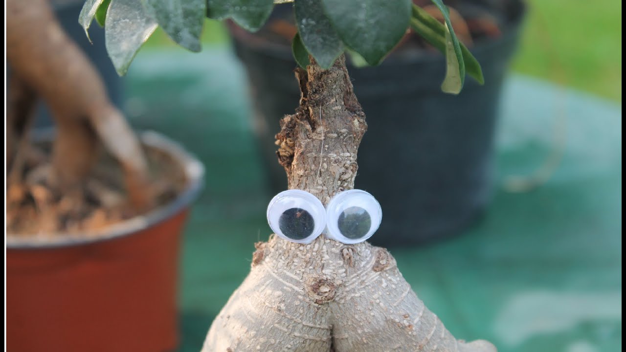 Bonsai dla potłuczonych #4 - Fikus fajkus i marchewa