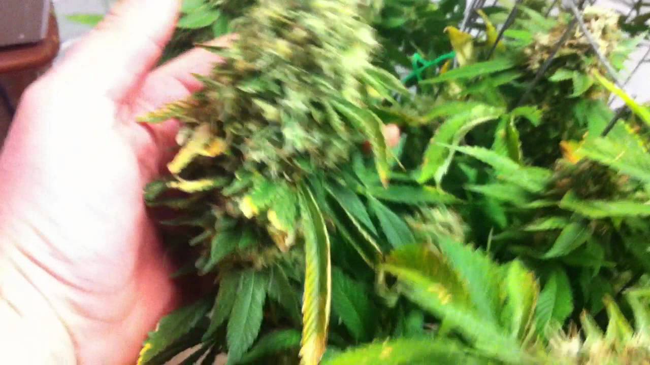 Vert Grow 1 Flush