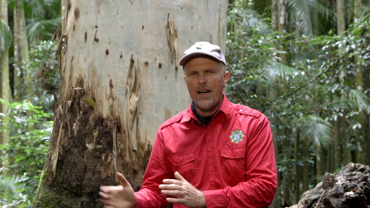 Rose Flooded Gum   Eucalyptus grandis 1