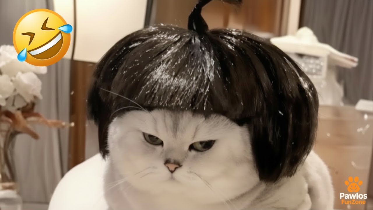 Funniest Cats & Animals of 2025 🐾😂 | Try Not To Laugh Challenge!