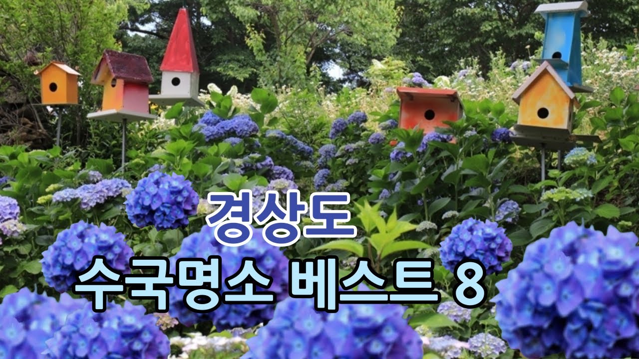6월에 꼭 가봐야할 경상도 수국 명소 BEST8 /부산 경남  수국 명소 추천