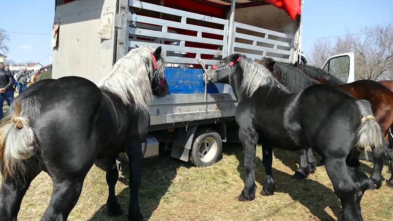 SAJAM  KONJA  u  Cetingradu ( Josipova  2022 ) Horse  fair