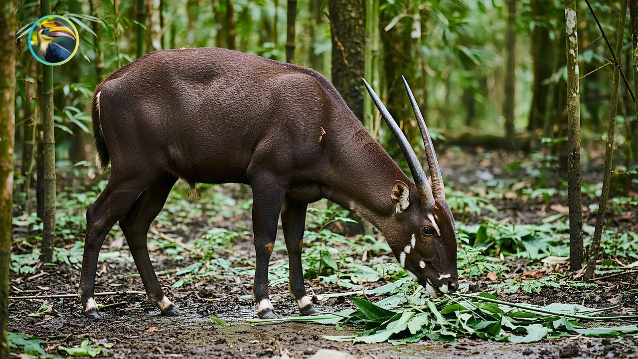 The Saola Asia&rsquo;s Rarest and Most Mysterious Animal | The Asian Unicorn of Laos.