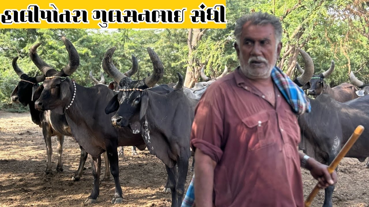 કચ્છના બન્ની વિસ્તારમાં કાંકરેજ જાળવવા માટે ભારત સરકારનો પુરષ્કાર મળેલ એવા ગુલસનભાઈ સંધી