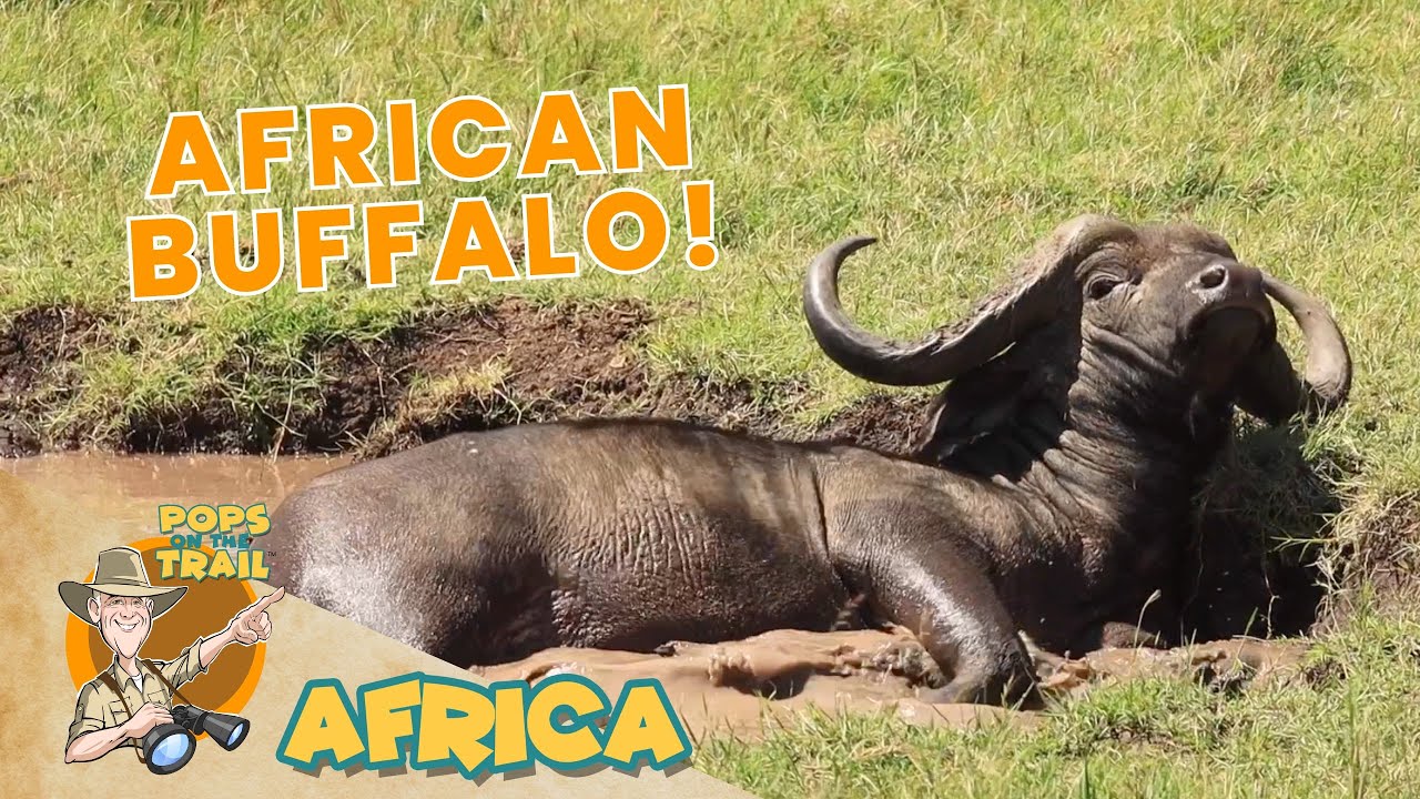 Pops on the Trail in AFRICA! | African Buffalo | Ep. 5 | Educational Video for Kids