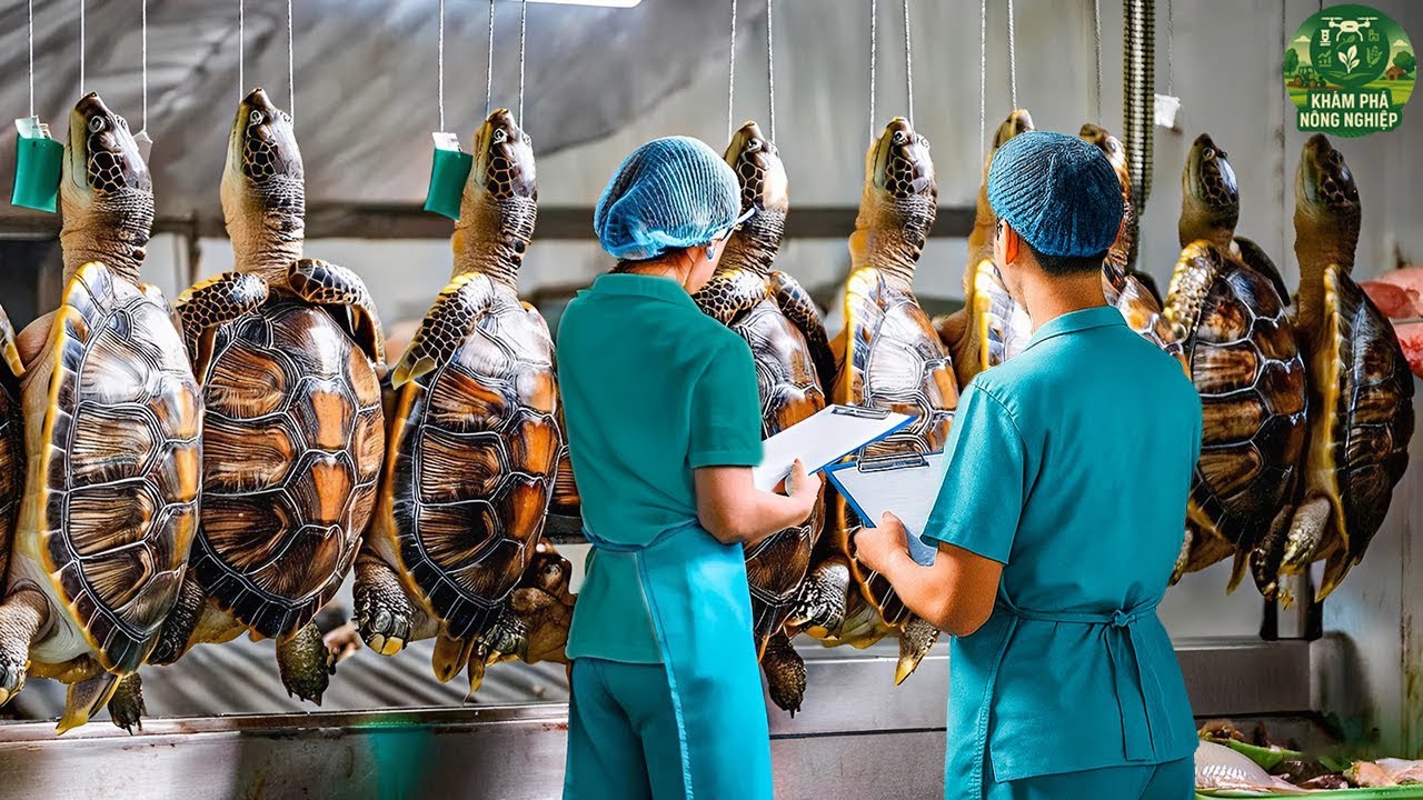 Trung Quốc Nu&ocirc;i V&agrave; Chế Biến H&agrave;ng Triệu Con R&ugrave;a Như Thế N&agrave;o? B&iacute; Mật G&acirc;y Sốc!