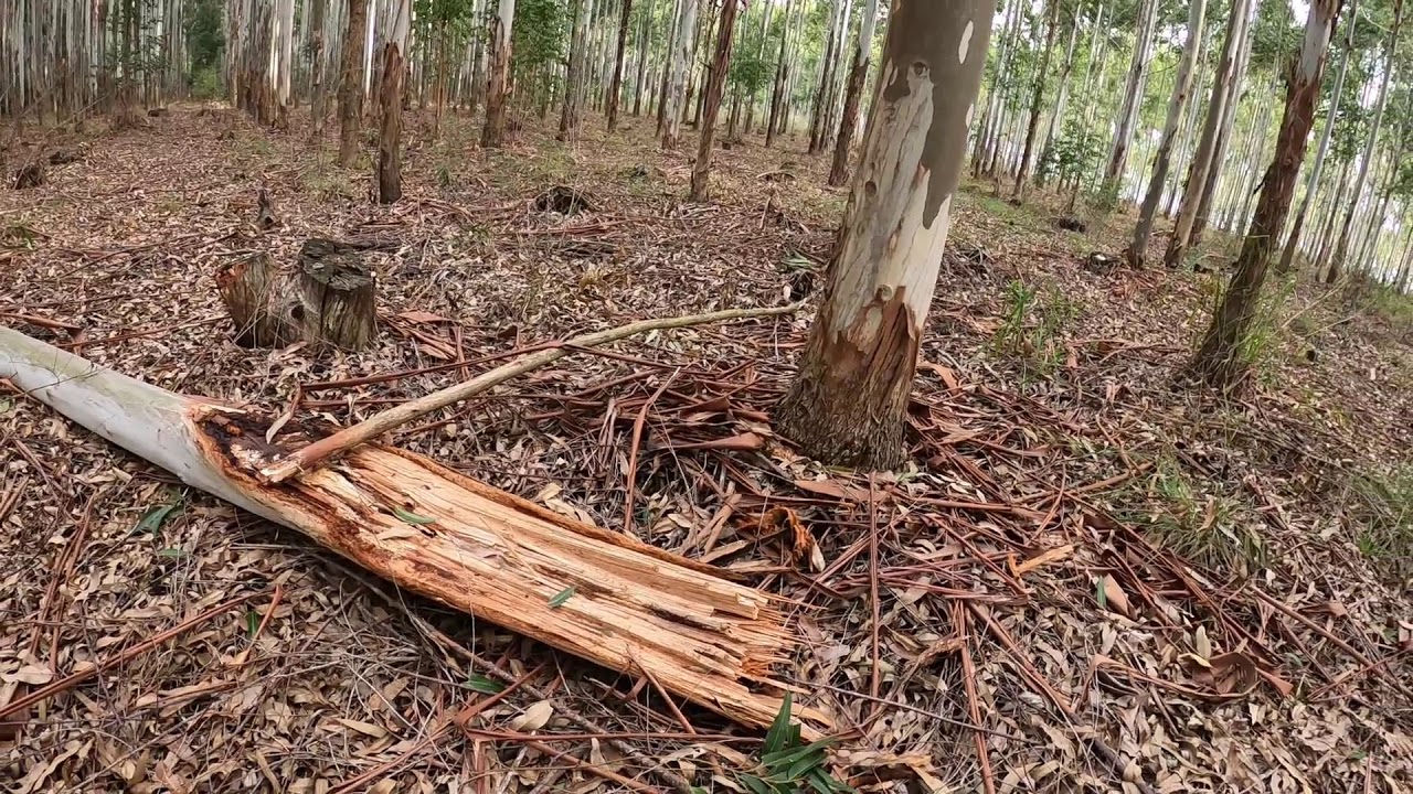 ASMR de la Naturaleza ! SONIDO de HOJAS y RAMAS Secas al Caminar