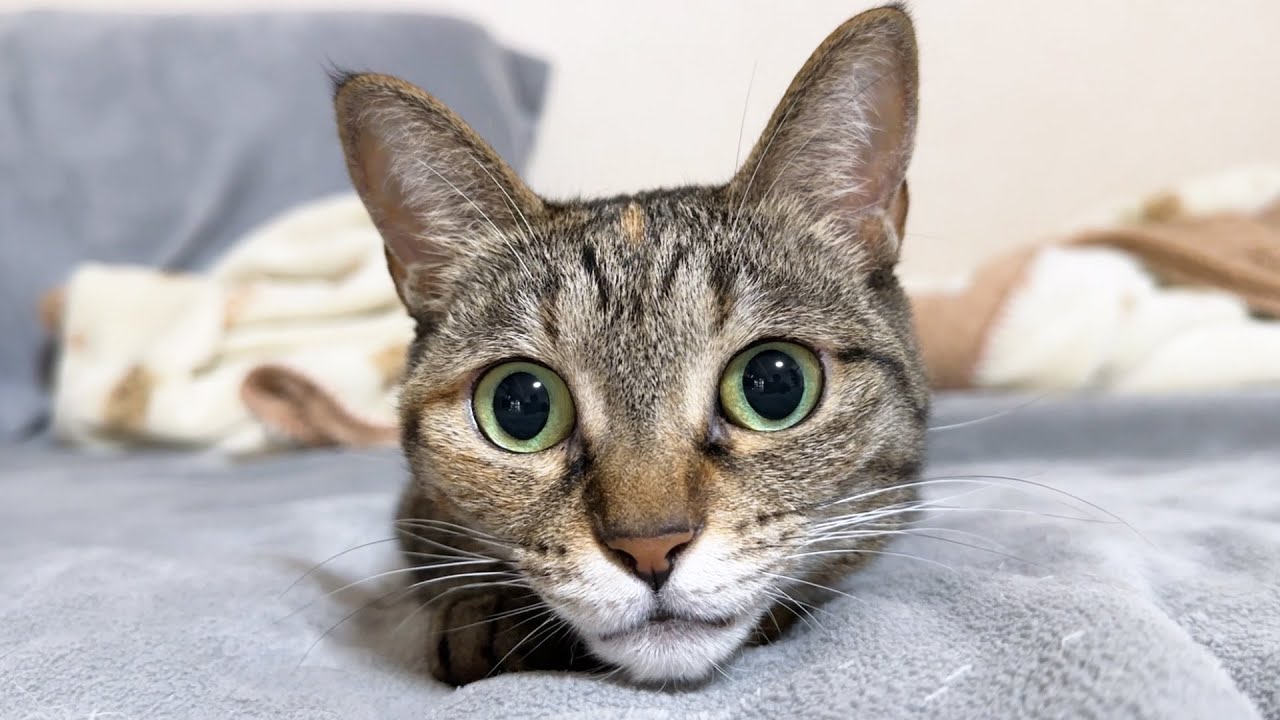 飼い主が話しかけると絶妙な間で「にゃん！」と受け答えしてくれる猫が可愛い…！
