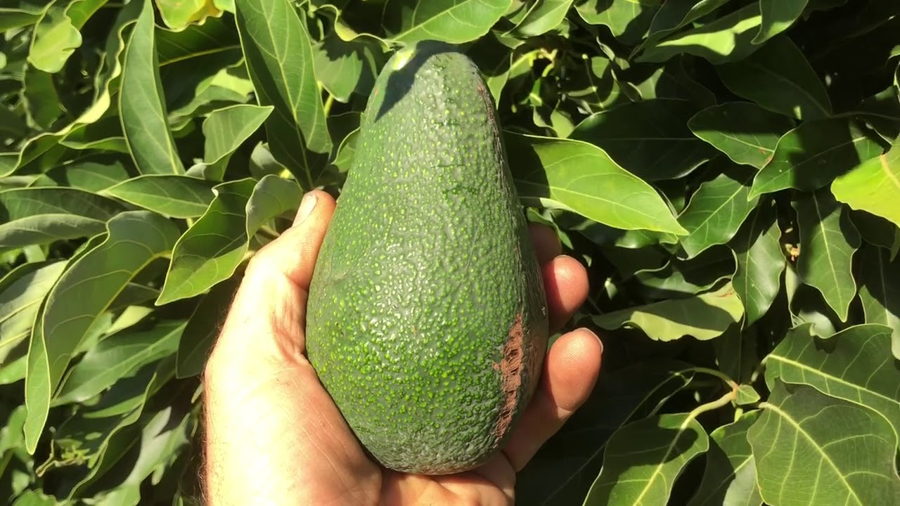 LITTLECDO AKA WURTZ AVOCADO