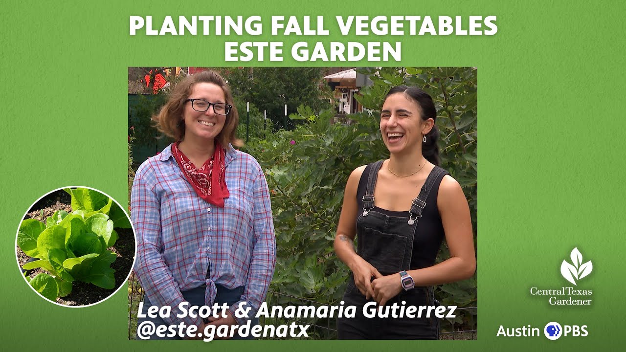 Planting Fall Vegetables: Este Garden