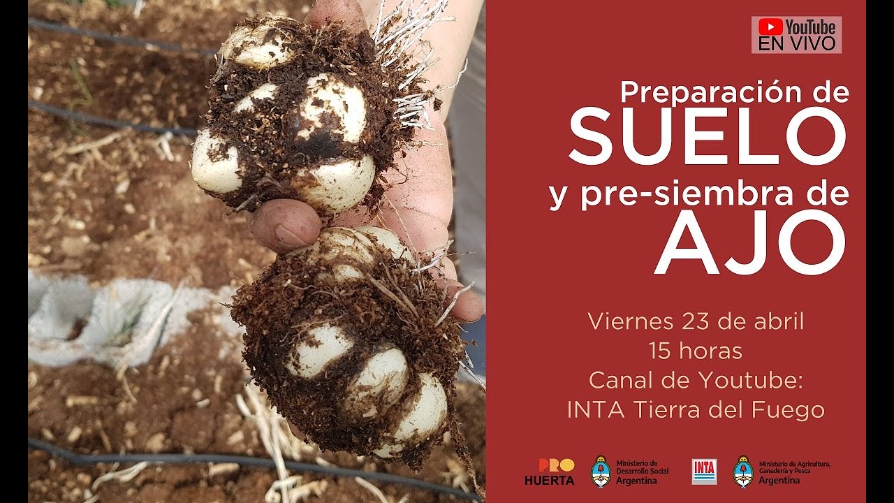 Preparación de suelo y pre-siembra de ajo