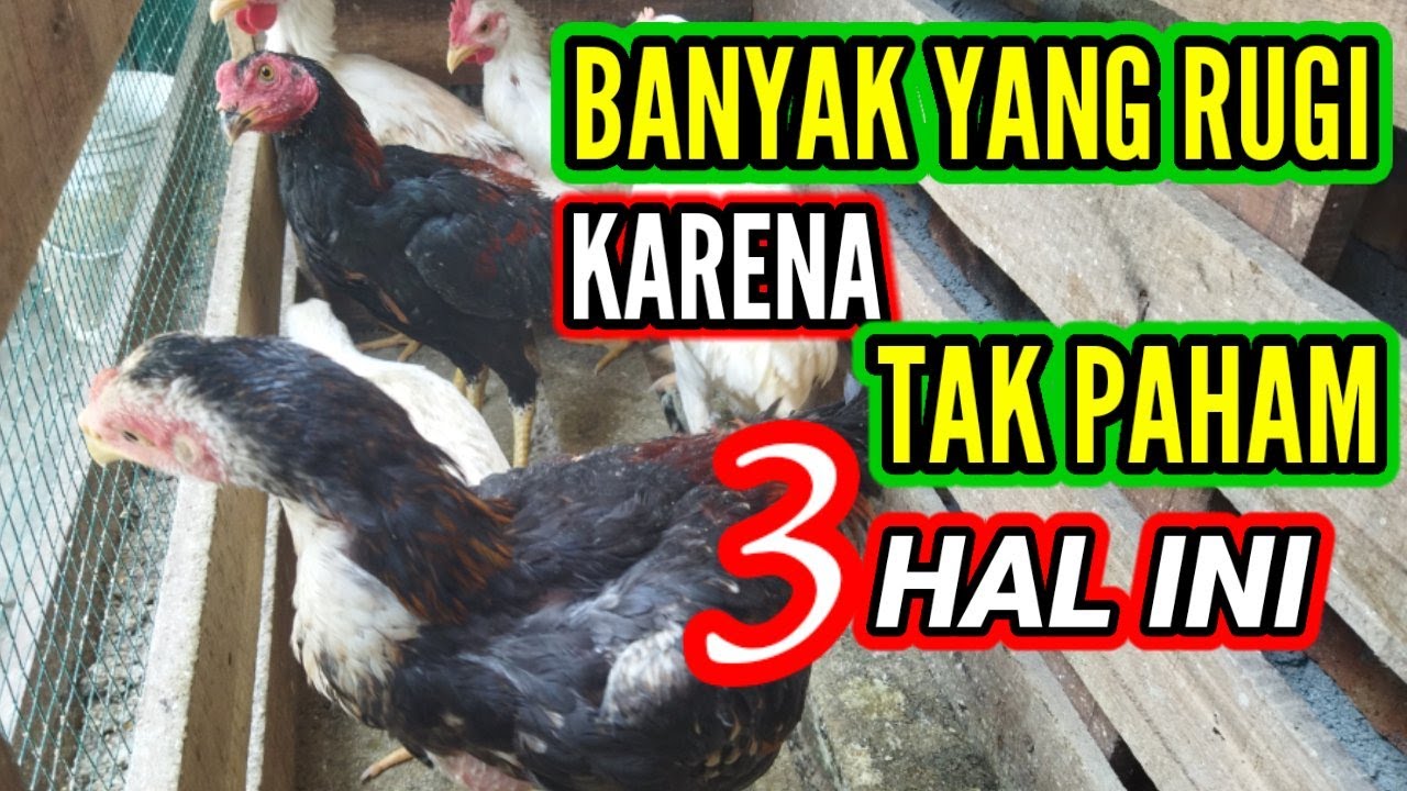 3 PENYEBAB PASTI  !! YANG MEMBUAT TERNAK AYAM KAMPUNG MENJADI RUGI