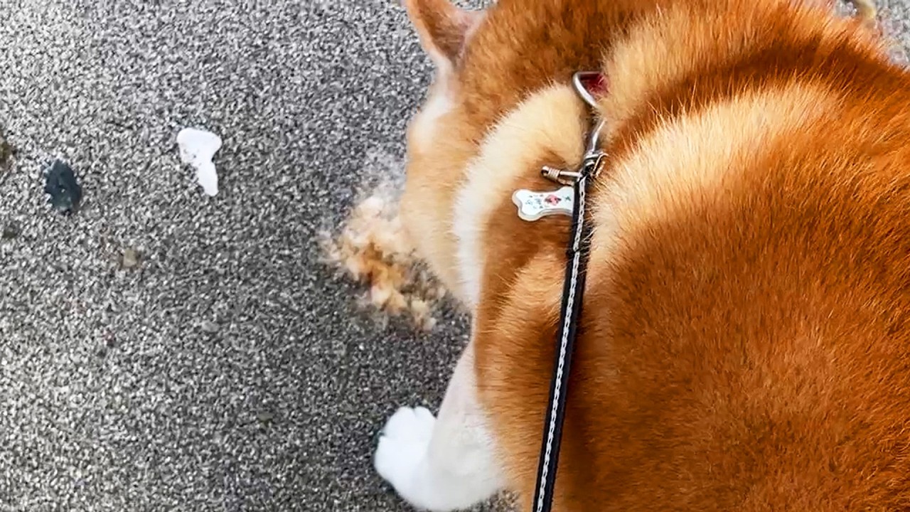 見知らぬモフモフを見つけると、すぐさま職務質問する柴犬