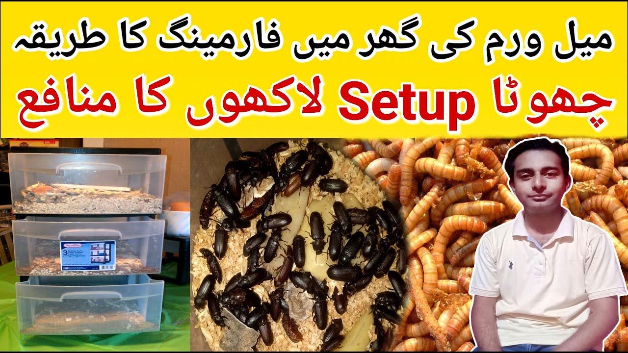 Mealworms Home Farming Complete Guide | Small Setup Millions Of Profits | Business At Home |