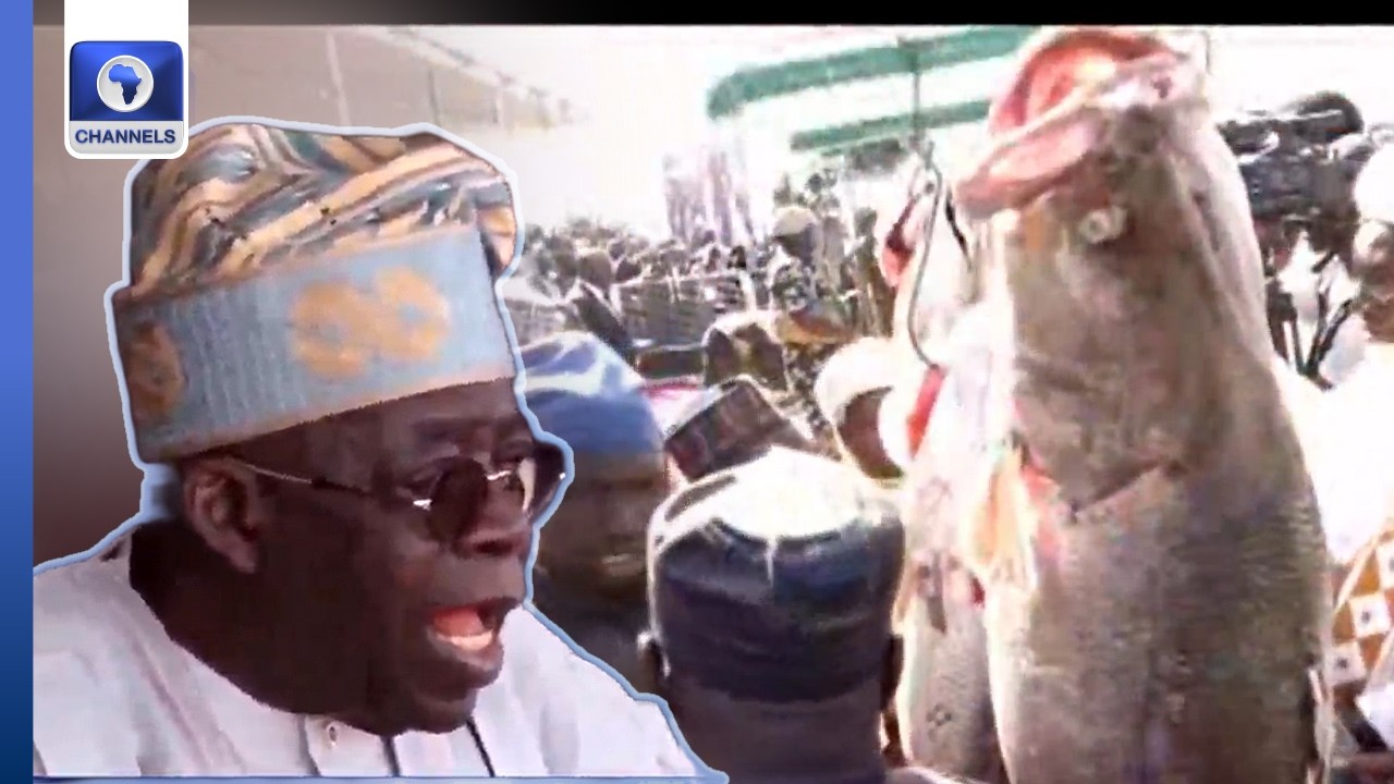 Argungu Fishing Festival Organisers Gift Winning 59kg Catch To Tinubu