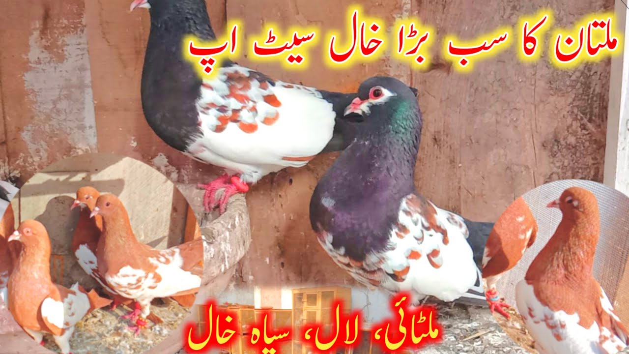 Bht Bra Setup || Lal khal || Maltai Khal || Kalay khal || Kasni khal ||Pelay guldar||