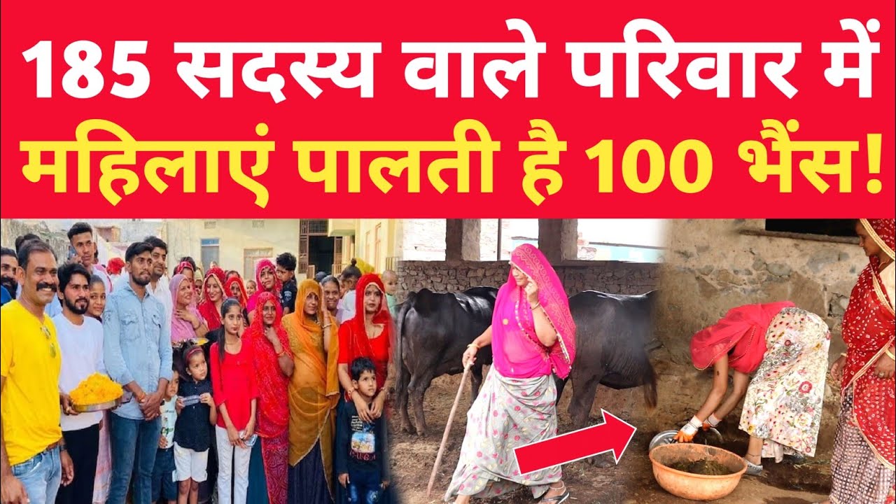 185 लोग वाले परिवार में MA करके महिलाएं पालती 100 भैंस 😱 Joint Family Ajmer
