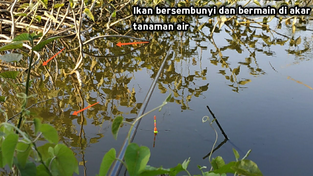 Spot Mancing yang di tunggu pemancing _1 tahun sekali_225