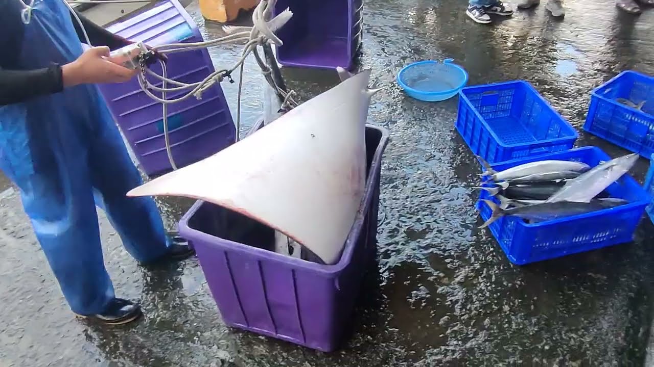 太驚人了！漁船卸貨「超巨型」海鮮湧現，這畫面太震撼！ 粉鳥林漁港 定置漁場 fish 1