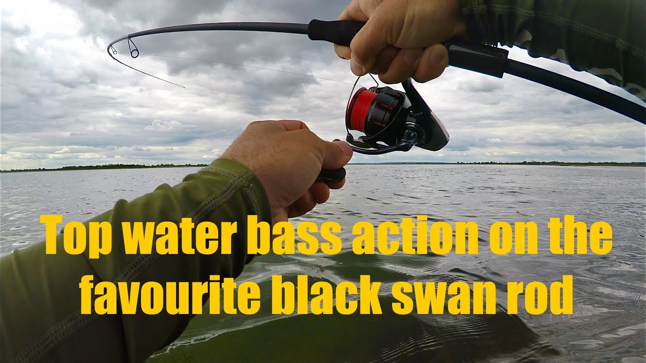 Top water bass action! Testing out my favourite black swan lure rod on Essex estuary #bassfishing 